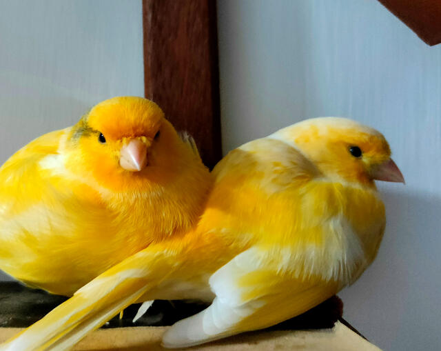 Kenari 1 (Male) & Kenari 2 (Female)