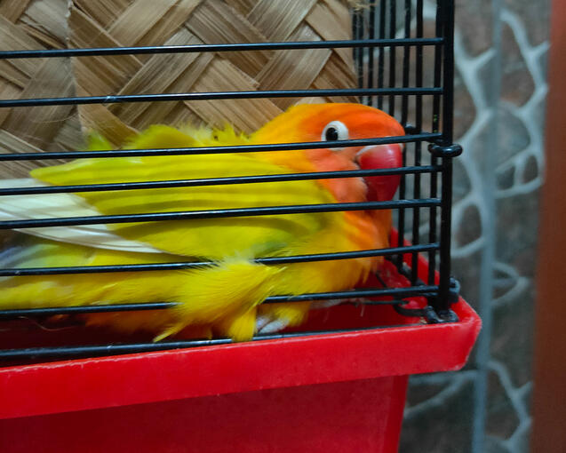 Kuning (Female)