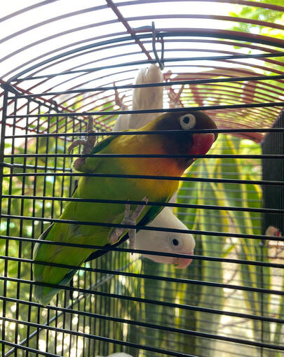 Jaliteng 2 (Nino's Life Partner) Male